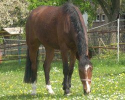 horse Malin 11 (German Warmblood, 2003, from Raphanus)