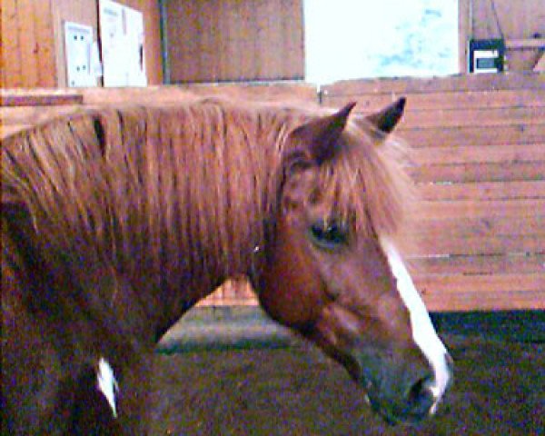 broodmare Beauty (German Riding Pony, 1999)