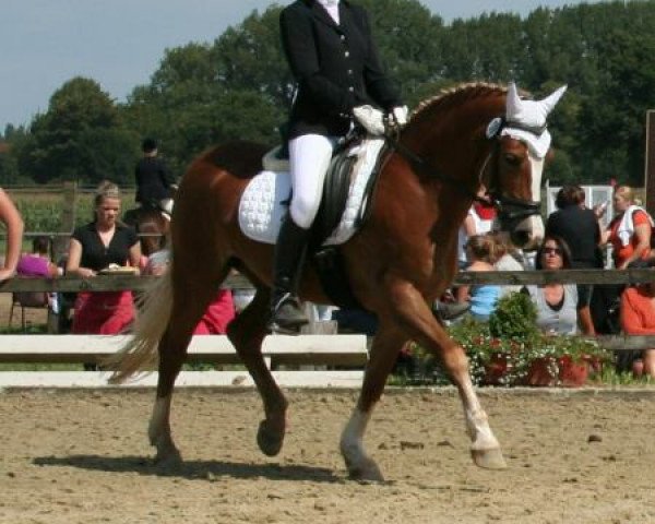 Dressurpferd Cody (Deutsches Reitpony, 1993)