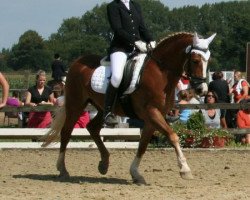 dressage horse Cody (German Riding Pony, 1993)