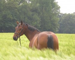 broodmare Celine (Rhinelander, 1990, from Calipso)