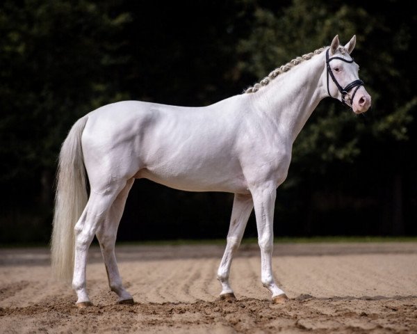 stallion Esquin White (Oldenburg, 2019, from Escamillo)