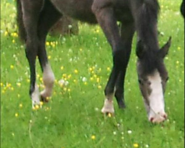 jumper Cascada (Hanoverian, 2009)