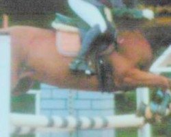 dressage horse Wing Commander (German Riding Pony, 1998, from Florahof's Wesley)