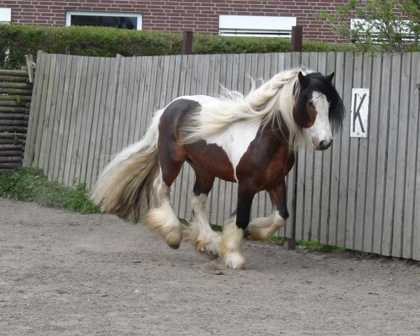 Deckhengst Cornwall (Tinker / Irish Cob / Gypsy Vanner, 2004, von Candiman)