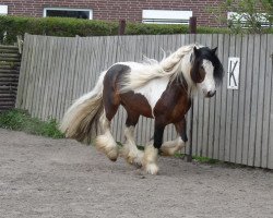 Deckhengst Cornwall (Tinker / Irish Cob / Gypsy Vanner, 2004, von Candiman)