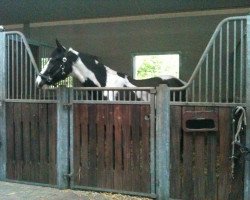 jumper Black Jack (New Forest Pony, 2007, from Unbekannt Pinto)