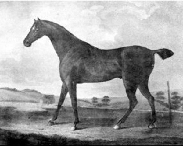 stallion Haphazard xx (Thoroughbred, 1797, from Sir Peter Teazle xx)