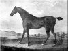 stallion Haphazard xx (Thoroughbred, 1797, from Sir Peter Teazle xx)