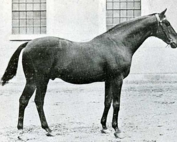 stallion Ex Voto xx (Thoroughbred, 1900, from Le Sancy xx)