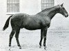 stallion Ex Voto xx (Thoroughbred, 1900, from Le Sancy xx)