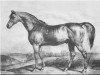 stallion Soothsayer xx (Thoroughbred, 1808, from Sorcerer xx)