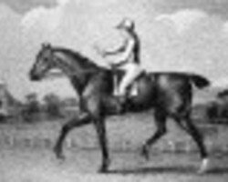 stallion X Y Z xx (Thoroughbred, 1808, from Haphazard xx)