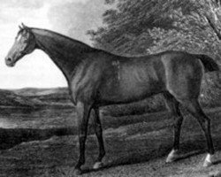 broodmare Penelope xx (Thoroughbred, 1798, from Trumpator xx)