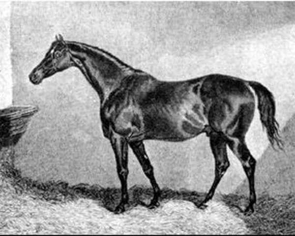 stallion Defence xx (Thoroughbred, 1824, from Whalebone xx)