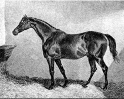 stallion Defence xx (Thoroughbred, 1824, from Whalebone xx)