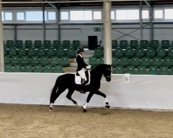 dressage horse Rubin Hit 6 (Oldenburg, 2018, from Rubin Royal OLD)