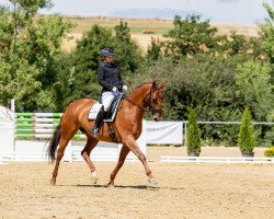 dressage horse Daiquiri Del Sol (Hanoverian, 2009, from Dauphin)