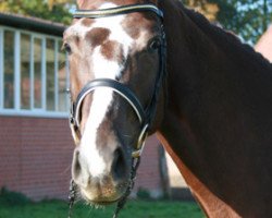 dressage horse Fürstin B (Westphalian, 2003, from Floresco NRW)