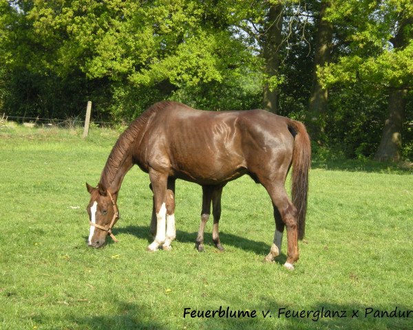 broodmare Feuerblume (Westphalian, 1991, from Feuerglanz)