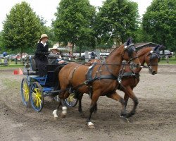 broodmare Prinzess (Westphalian, 1996, from Potsdam)