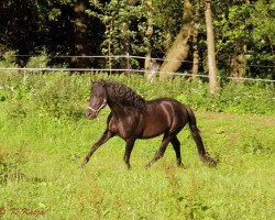 Deckhengst Diego (Pura Raza Espanola (PRE), 2003, von Bienvenido)