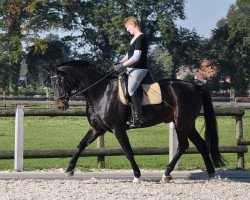 dressage horse Cassius Clay 8 (Westphalian, 1998, from Captain)