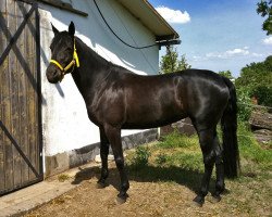 horse High Happiness F (Hanoverian, 2007, from Hochadel)