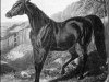 broodmare Banter xx (Thoroughbred, 1826, from Master Henry xx)