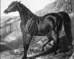 broodmare Banter xx (Thoroughbred, 1826, from Master Henry xx)