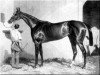 stallion West Australian xx (Thoroughbred, 1850, from Melbourne xx)