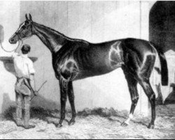 stallion West Australian xx (Thoroughbred, 1850, from Melbourne xx)