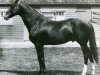 horse Marco xx (Thoroughbred, 1892, from Barcaldine xx)