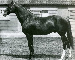 horse Marco xx (Thoroughbred, 1892, from Barcaldine xx)