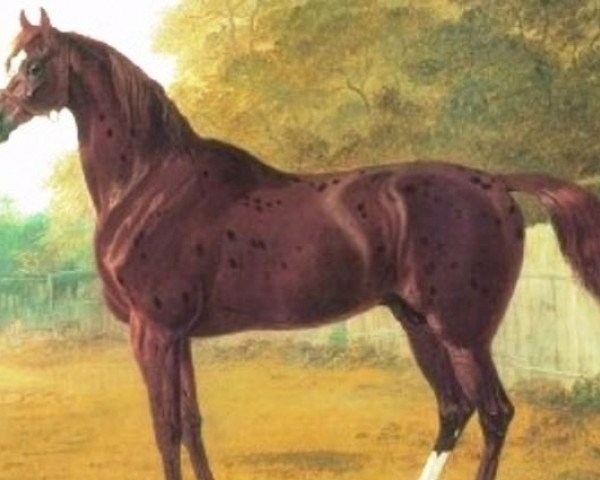 stallion Pantaloon xx (Thoroughbred, 1824, from Castrel xx)