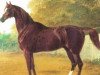 stallion Pantaloon xx (Thoroughbred, 1824, from Castrel xx)
