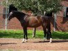 broodmare Clara (Hanoverian, 2000, from Carismo II 123 FIN)