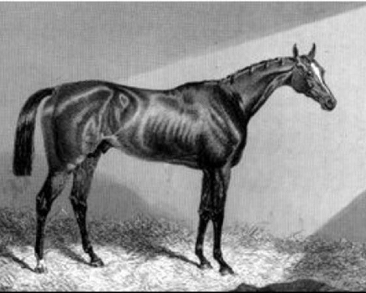 Deckhengst Alarm xx (Englisches Vollblut, 1842, von Venison xx)