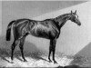 stallion Alarm xx (Thoroughbred, 1842, from Venison xx)