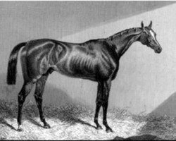 stallion Alarm xx (Thoroughbred, 1842, from Venison xx)