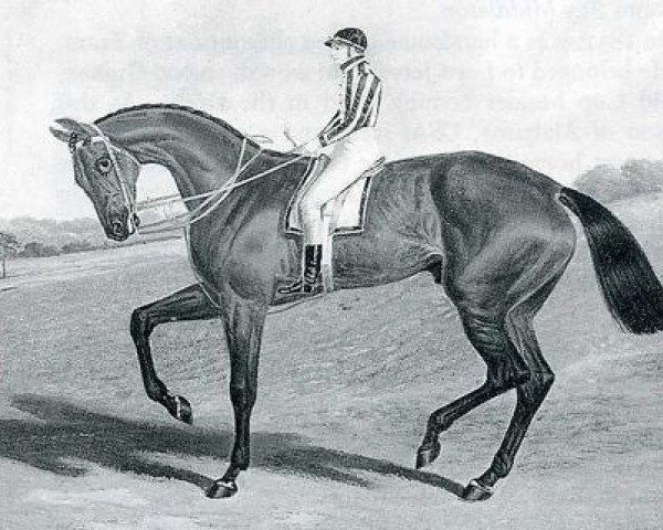Deckhengst Bay Middleton xx (Englisches Vollblut, 1833, von Sultan xx)