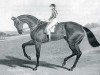 stallion Bay Middleton xx (Thoroughbred, 1833, from Sultan xx)