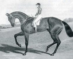 stallion Bay Middleton xx (Thoroughbred, 1833, from Sultan xx)