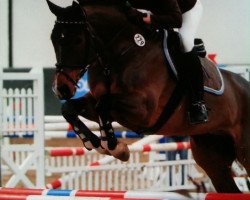 jumper Escorial 136 (Hanoverian, 1998, from Escudo I)