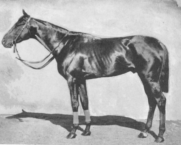 horse Bona Vista xx (Thoroughbred, 1889, from Bend Or xx)