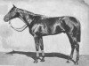 stallion Bona Vista xx (Thoroughbred, 1889, from Bend Or xx)