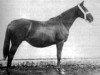 broodmare Djaima 1913 ox (Arabian thoroughbred, 1913, from Khouri 1896 ox)