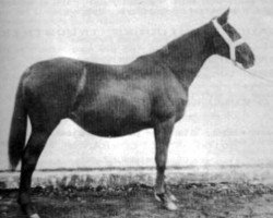 broodmare Djaima 1913 ox (Arabian thoroughbred, 1913, from Khouri 1896 ox)