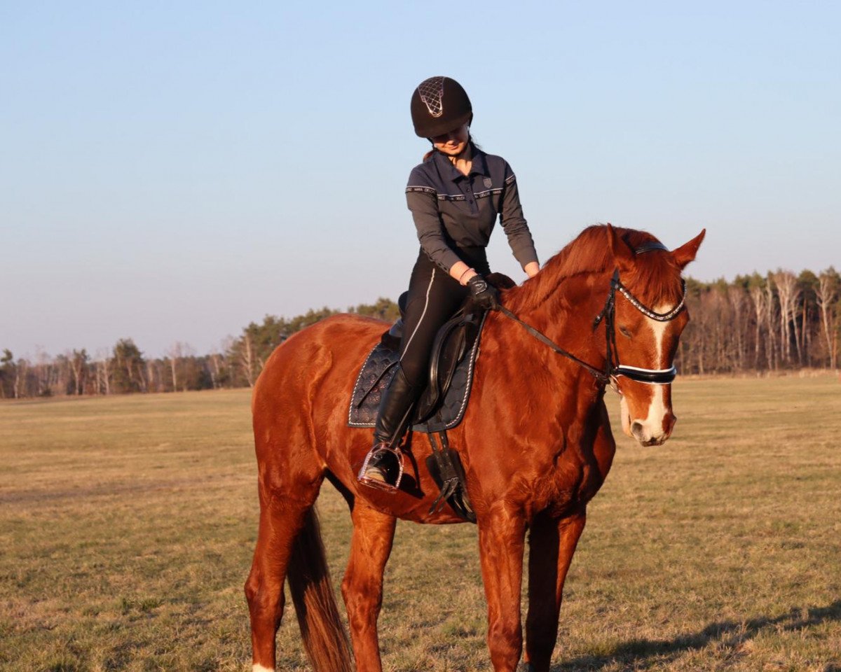 Dressurpferd Valentino Go (Trakehner, 2003, von Maizauber)