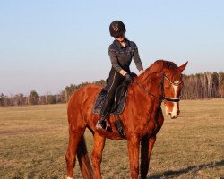 dressage horse Valentino Go (Trakehner, 2003, from Maizauber)